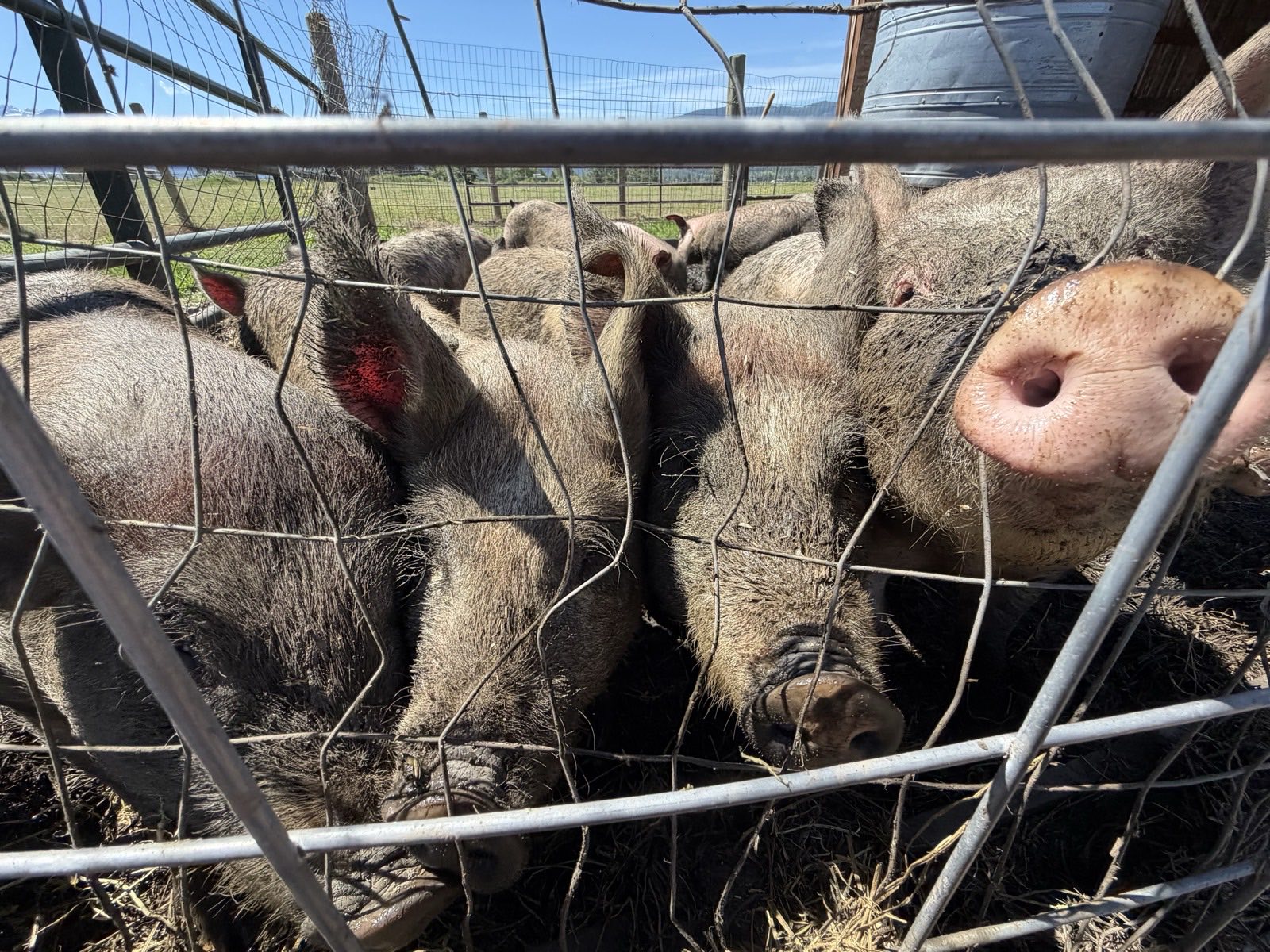 Healthy Montana-raised hogs at the fence, mountains behind, near Missoula
